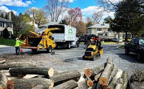 How Our Tree Care Process Works  in  Galveston, IN