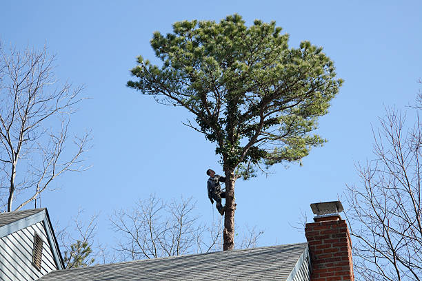 Galveston, IN Tree Care Company